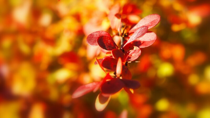 Red Leaves on Branch — Warm
