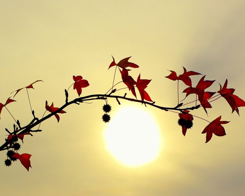 Red Leaves on Branch — Yellow, Serene