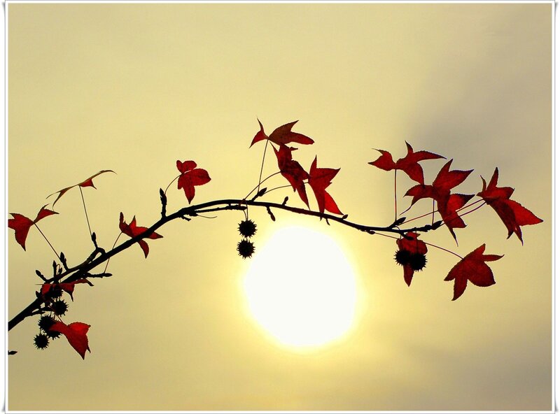 Red Leaves on Branch — Yellow