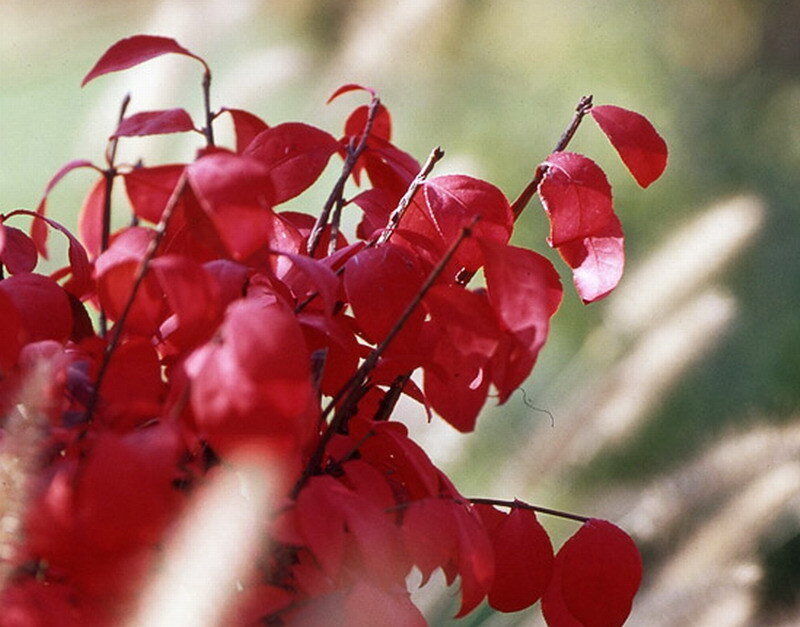 Red Leaves on Branches — Calm