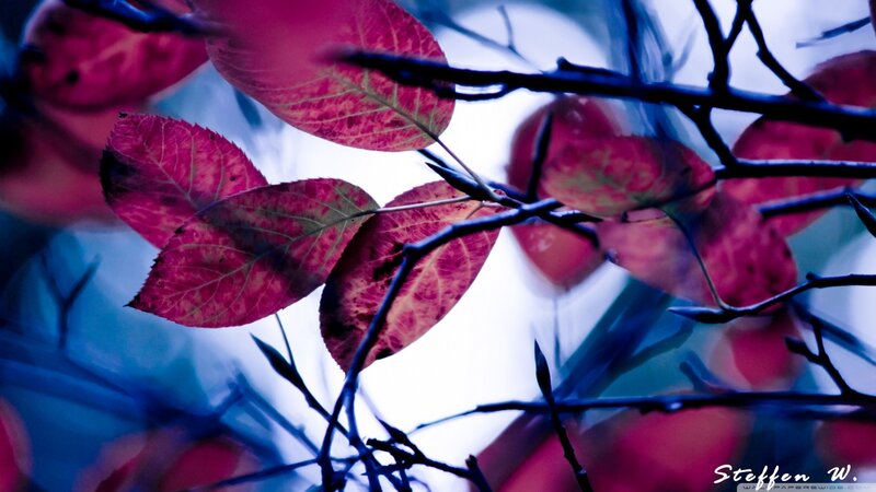 Red Leaves on Branches — Dramatic