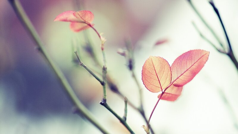 Red Leaves on Branches — Pink