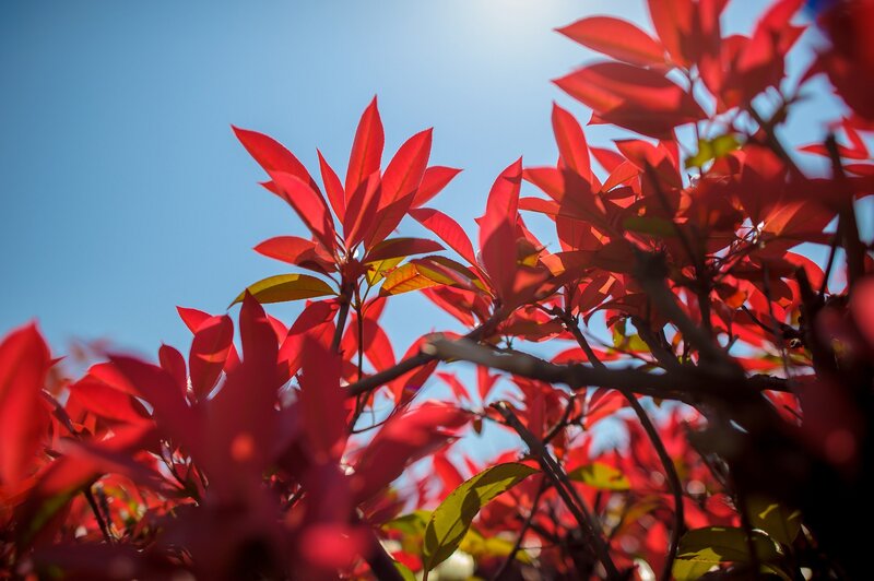 Red Leaves on Branches — Serene, Afternoon