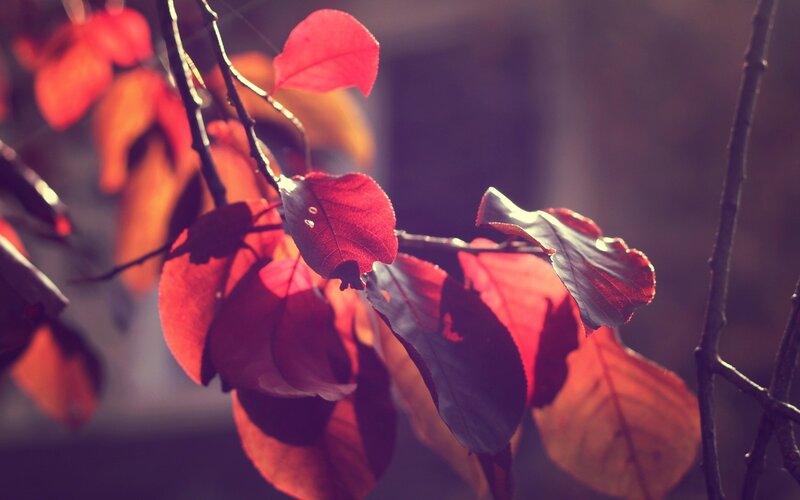 Red Leaves on Branches — Serene, Autumn, Photograph