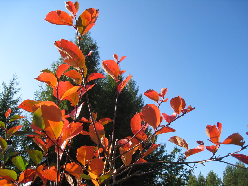 Red Leaves on Branches — Serene, Autumn
