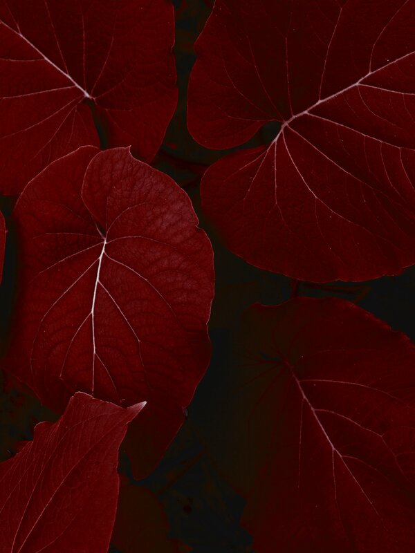 Red Leaves on Dark Background