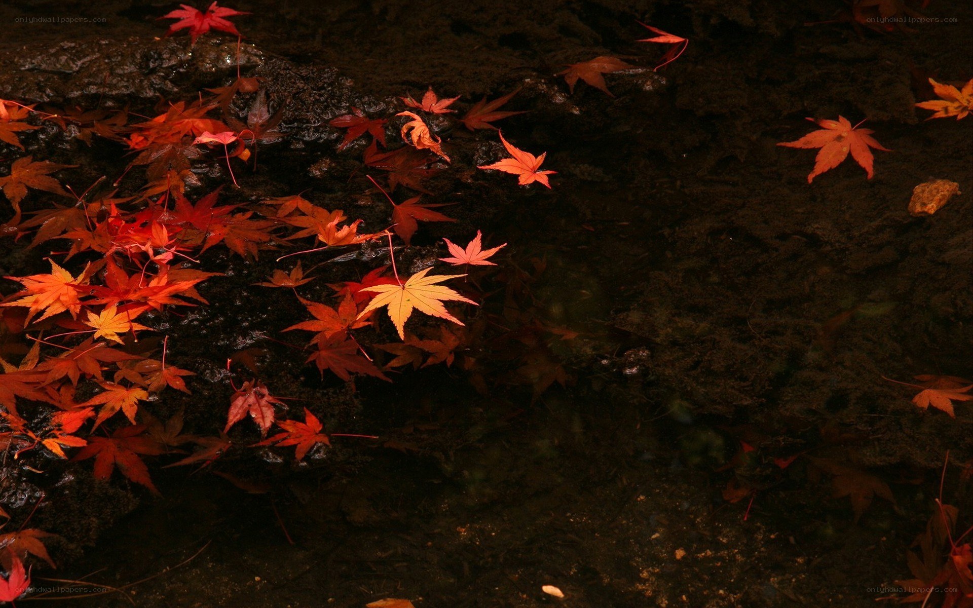 Red leaves on dark water