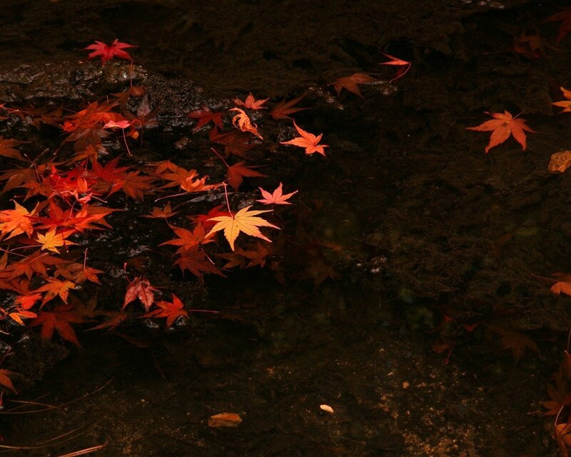 Red leaves on dark water