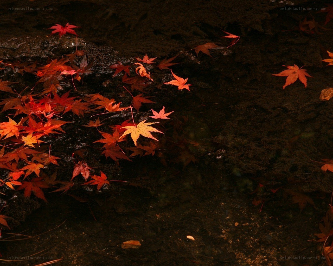 Red leaves on dark water