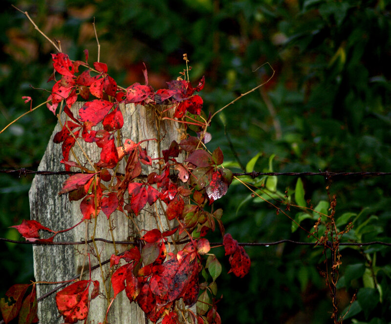 Red Leaves on Fence Post