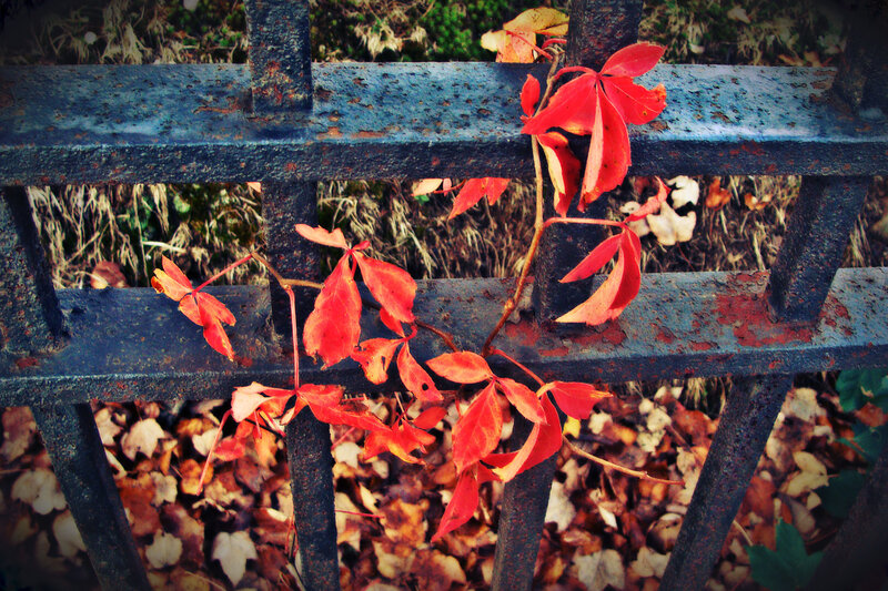 Red Leaves on Fence