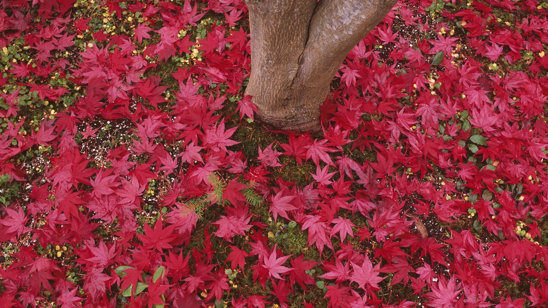 Red leaves on forest floor