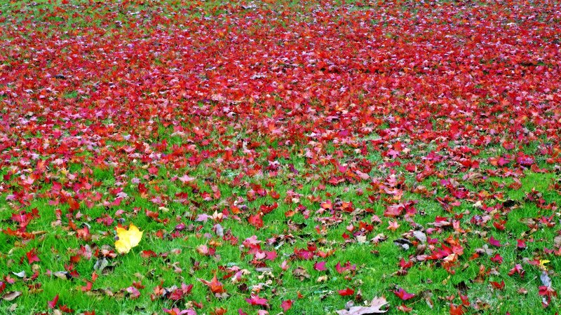 Red Leaves on Grass — Calm