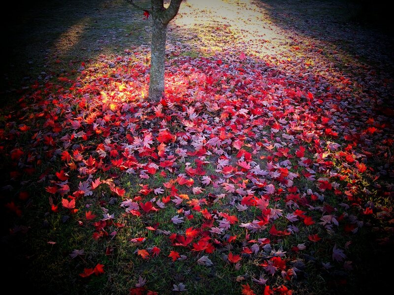 Red Leaves on Grass