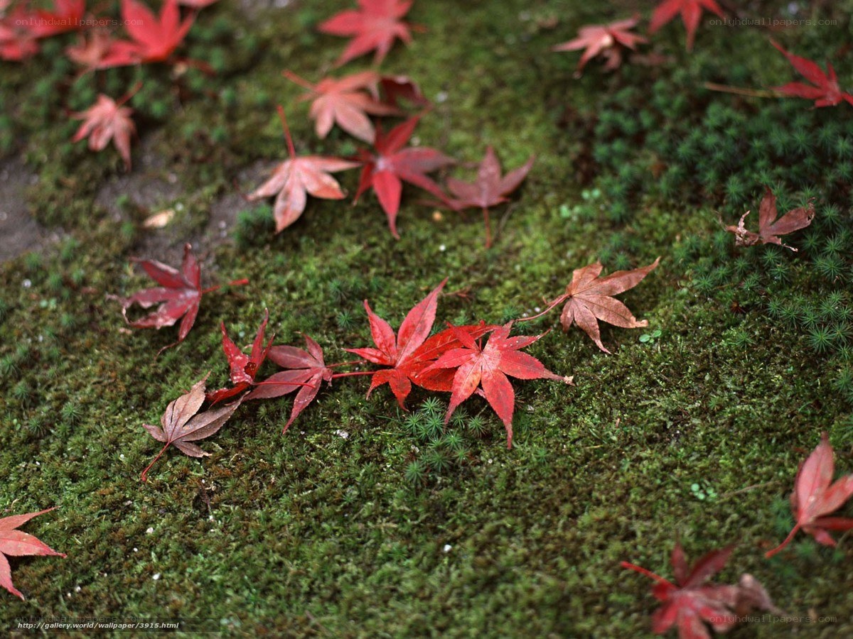 Red leaves on green moss