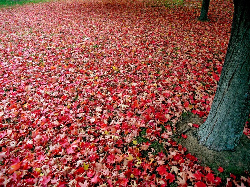 Red Leaves on Ground — Serene, Autumn, Photograph