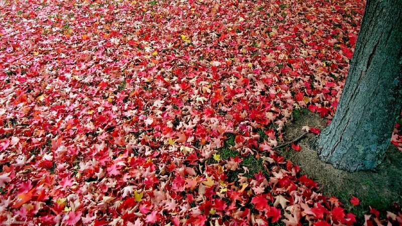 Red Leaves on Ground — Serene