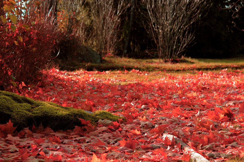 Red Leaves on Ground