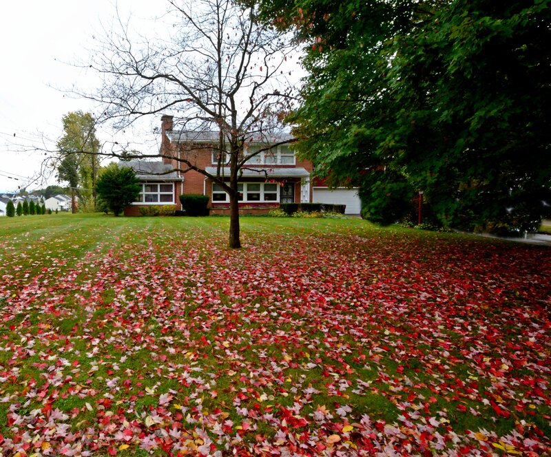 Red Leaves on Lawn