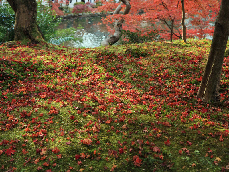 Red Leaves on Moss