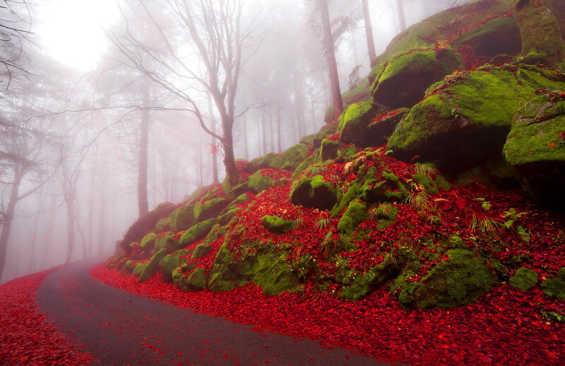 Red Leaves on Mossy Rocks — Misty