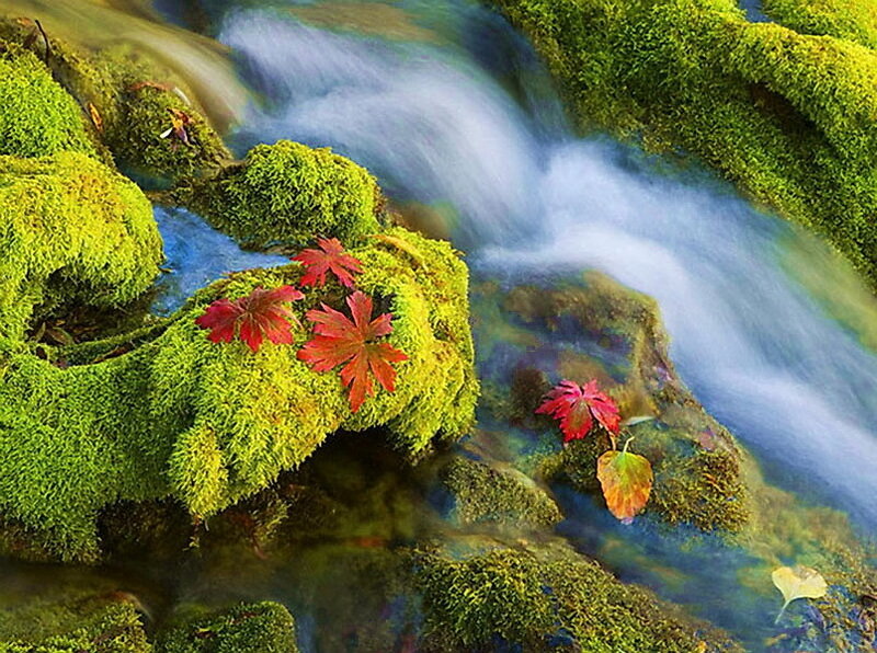 Red Leaves on Mossy Rocks