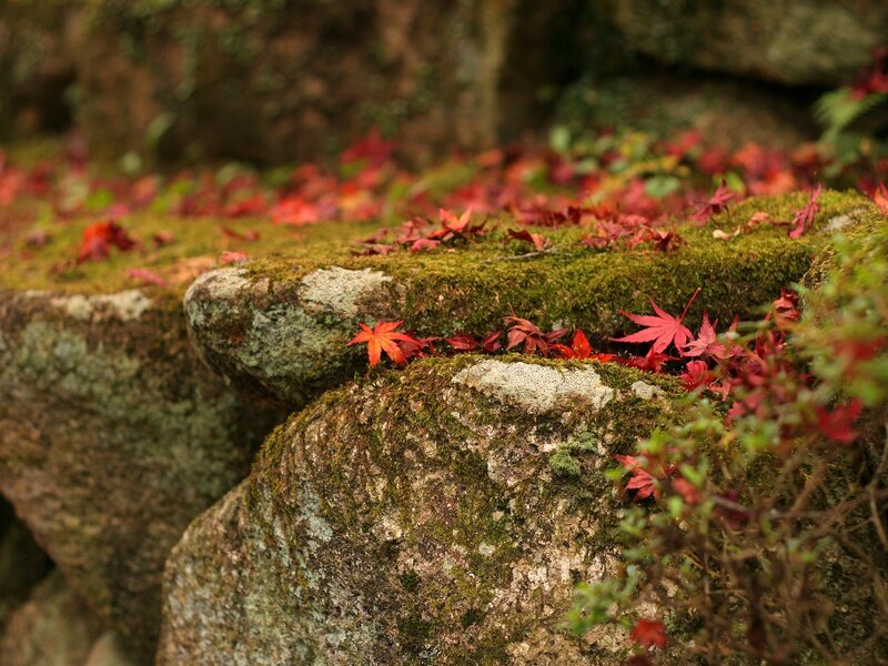 Red leaves on mossy stones