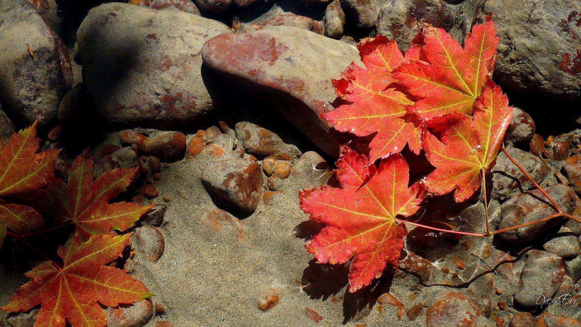 Red leaves on river stones