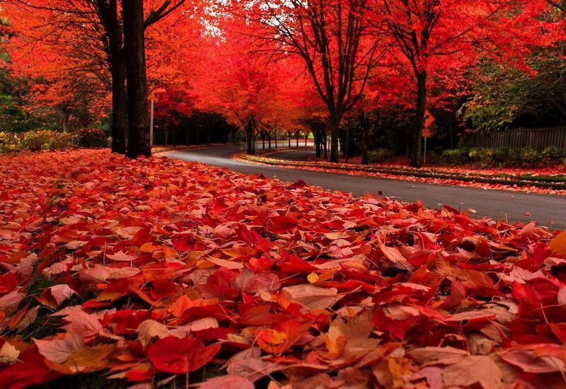 Red Leaves on Road