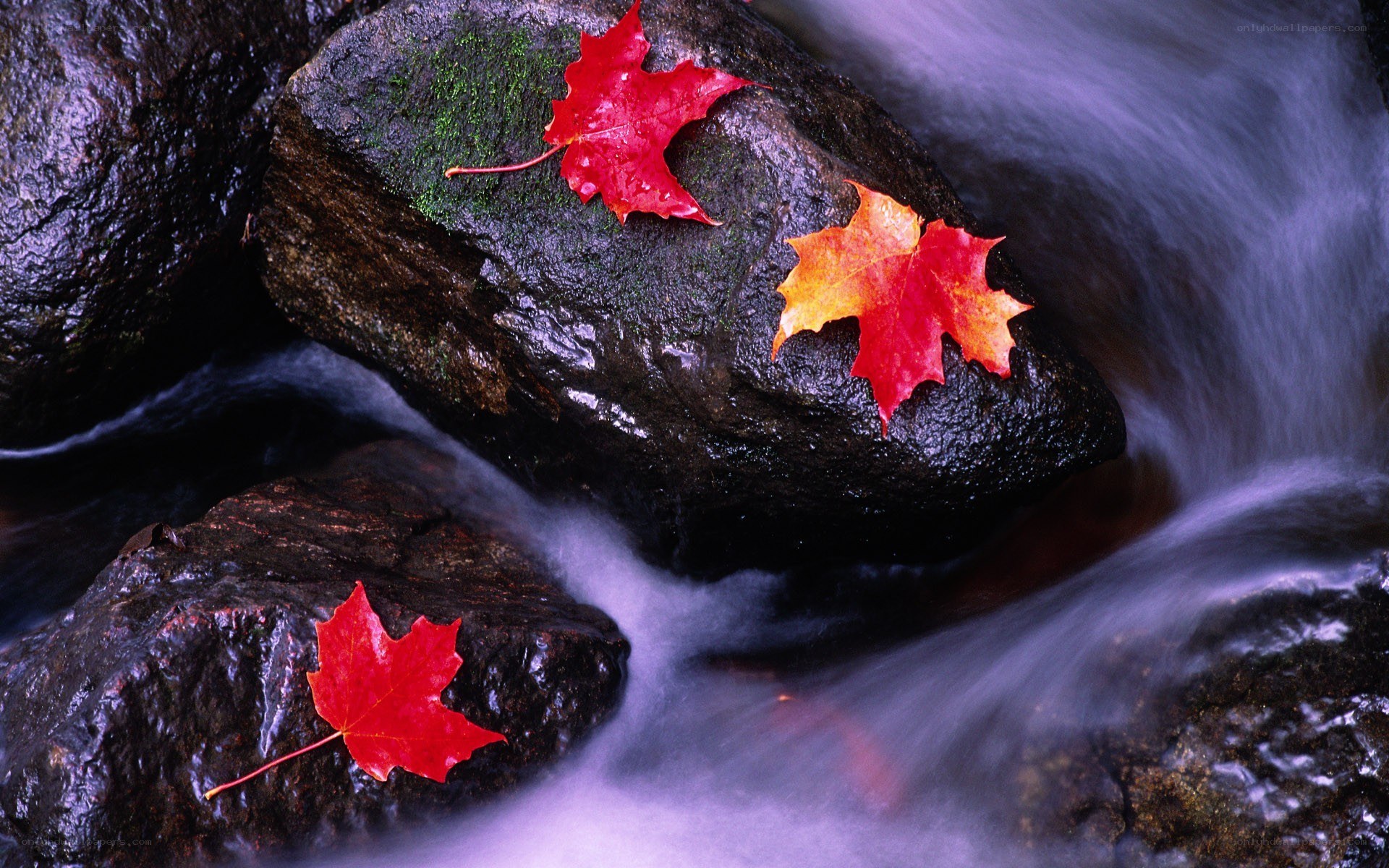Red leaves on rocks in stream