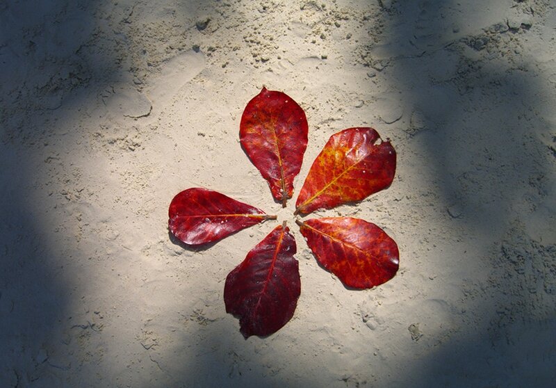 Red Leaves on Sand