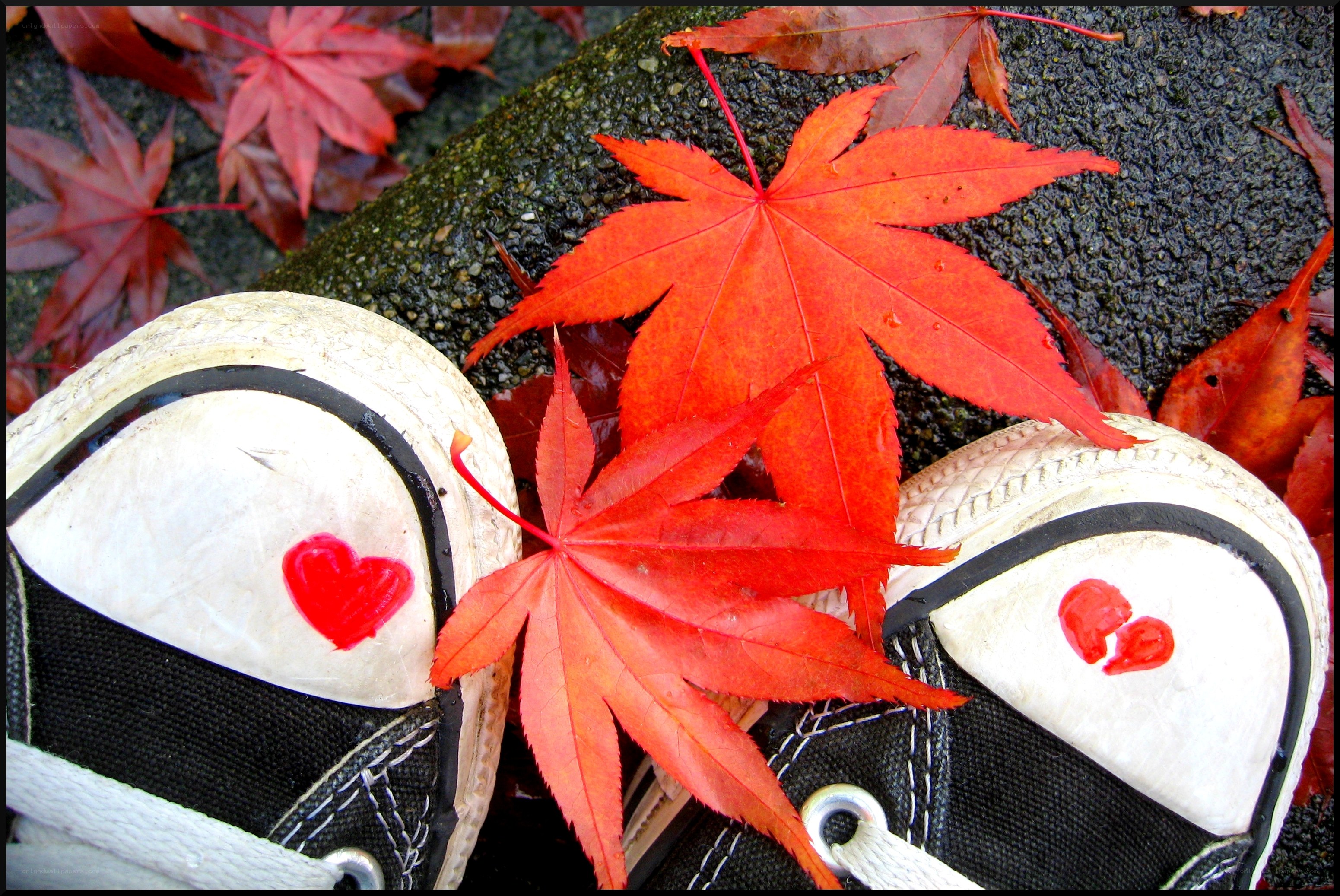 Red leaves on sneakers