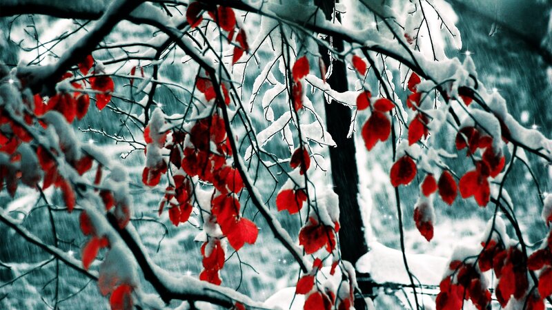 Red Leaves on Snow-covered Branches — Dramatic