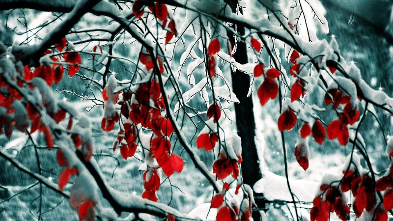 Red Leaves on Snow-covered Branches — Dramatic, Winter, Photograph, Snow