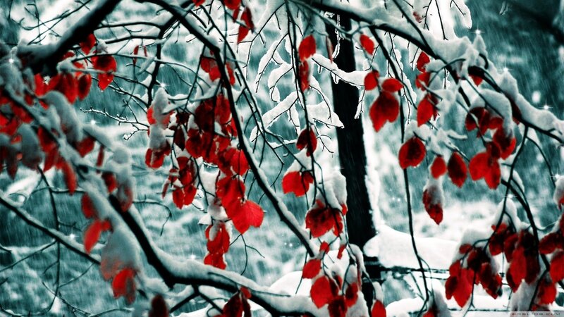 Red Leaves on Snow-covered Branches — Dramatic, Winter, Photograph