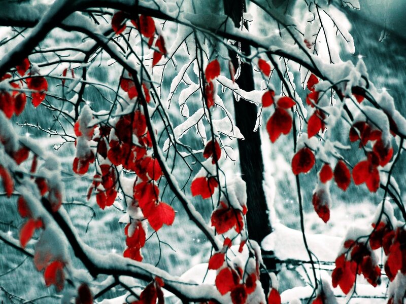 Red Leaves on Snow-covered Branches — Dramatic, Winter