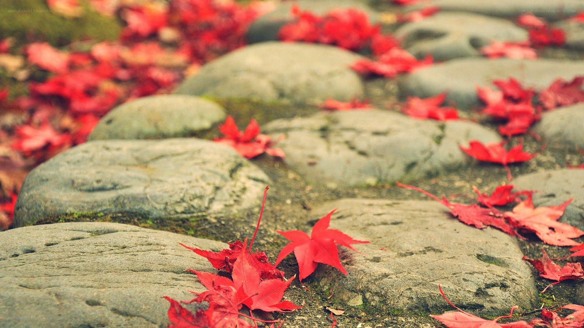Red leaves on stone path