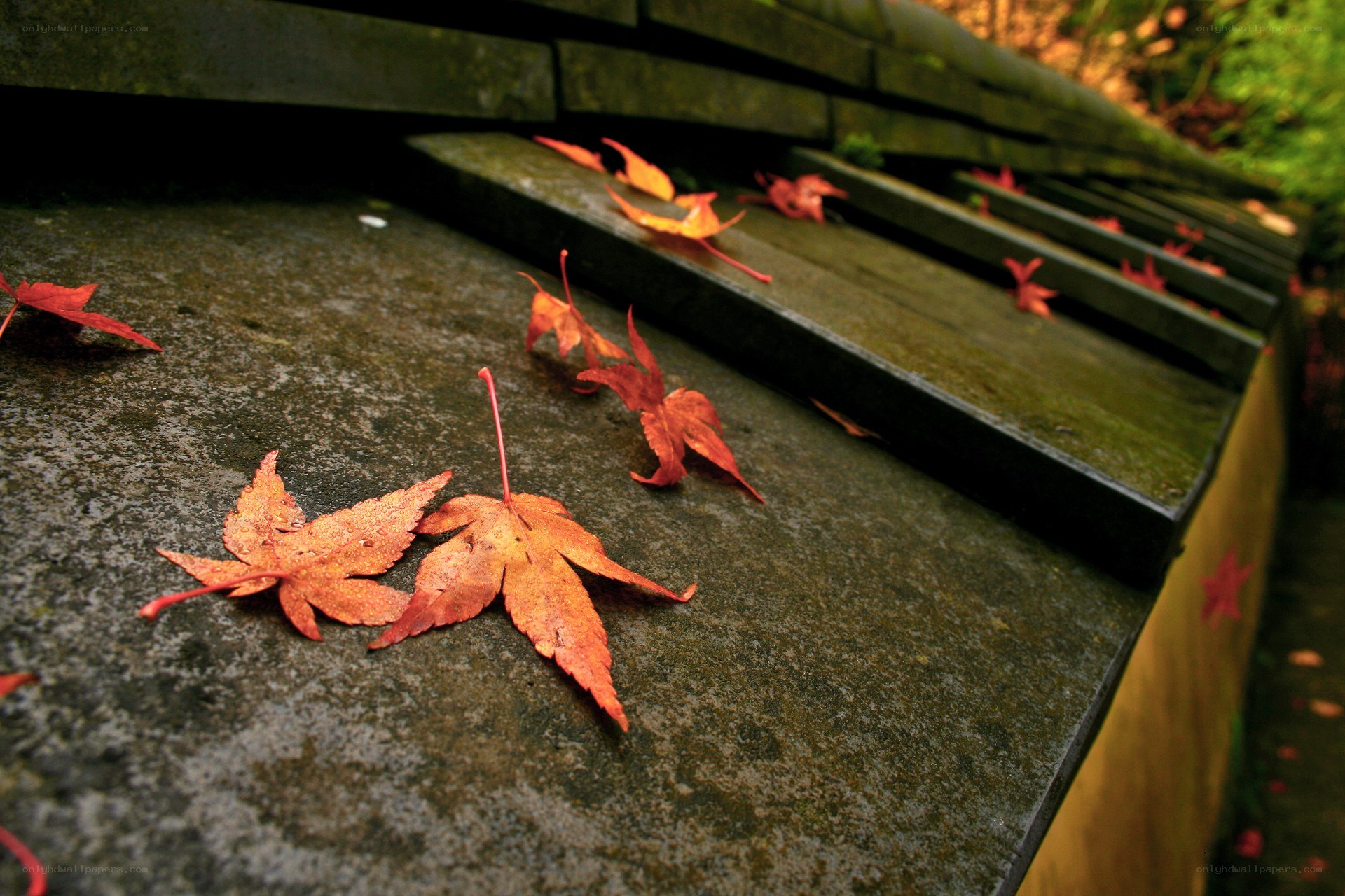 Red leaves on stone steps