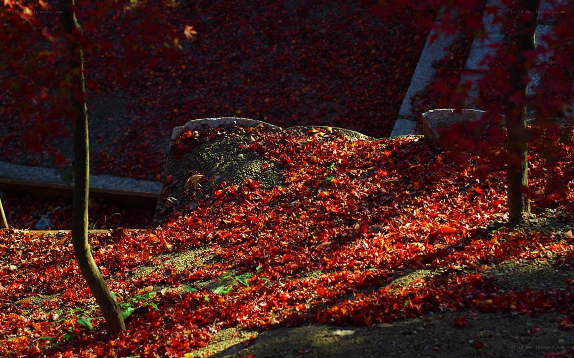 Red leaves on stone steps