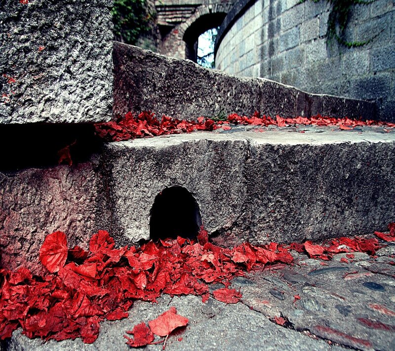 Red Leaves on Stone Steps — Dramatic