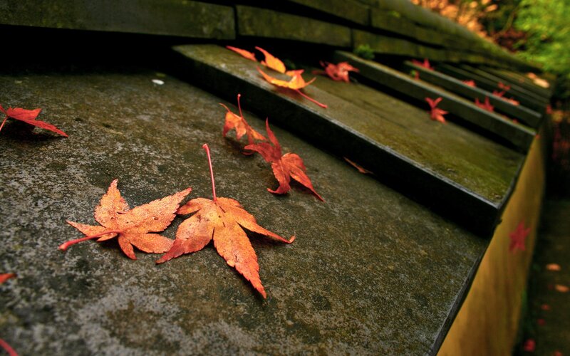 Red leaves on stone steps