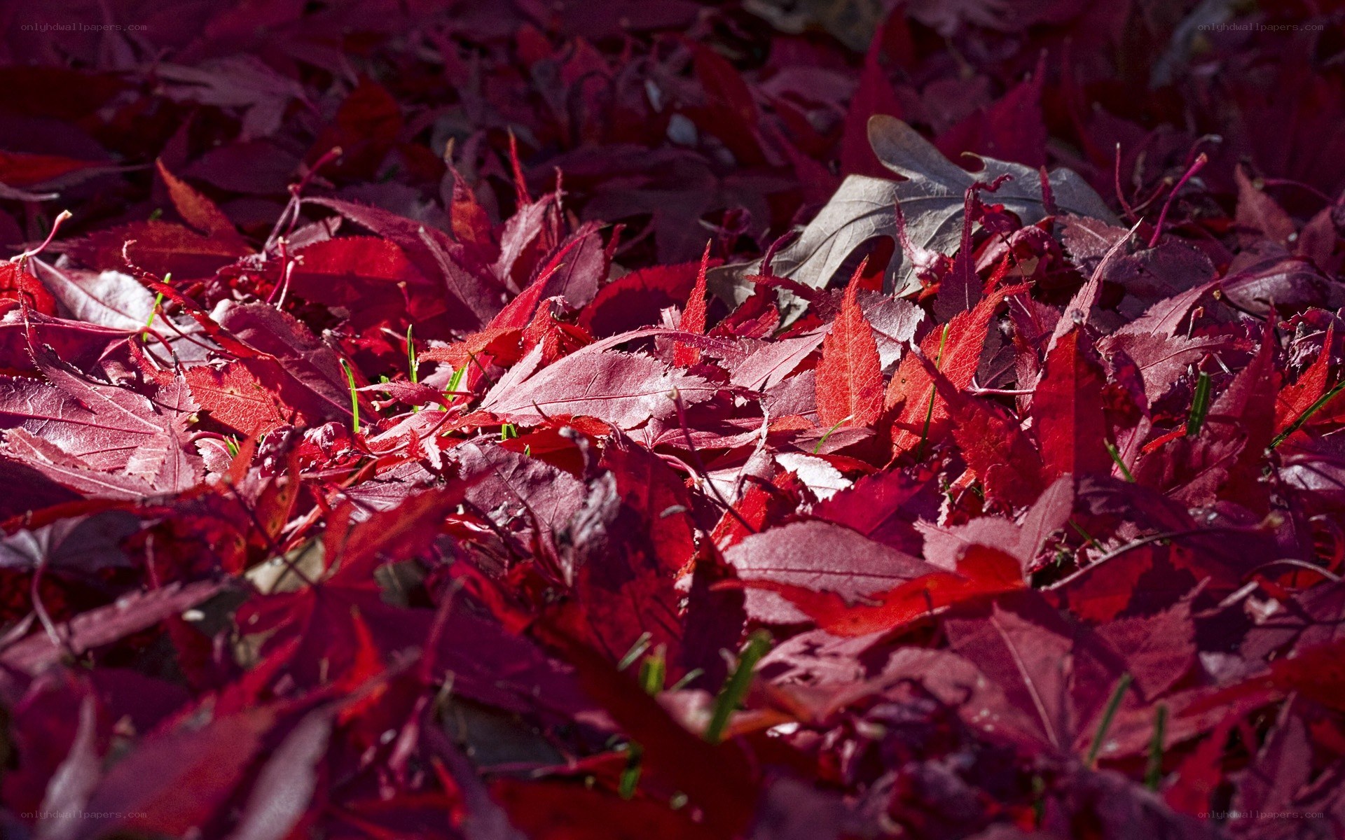 Red leaves on the ground