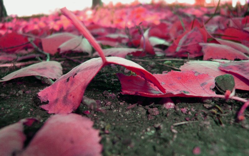 Red leaves on the ground