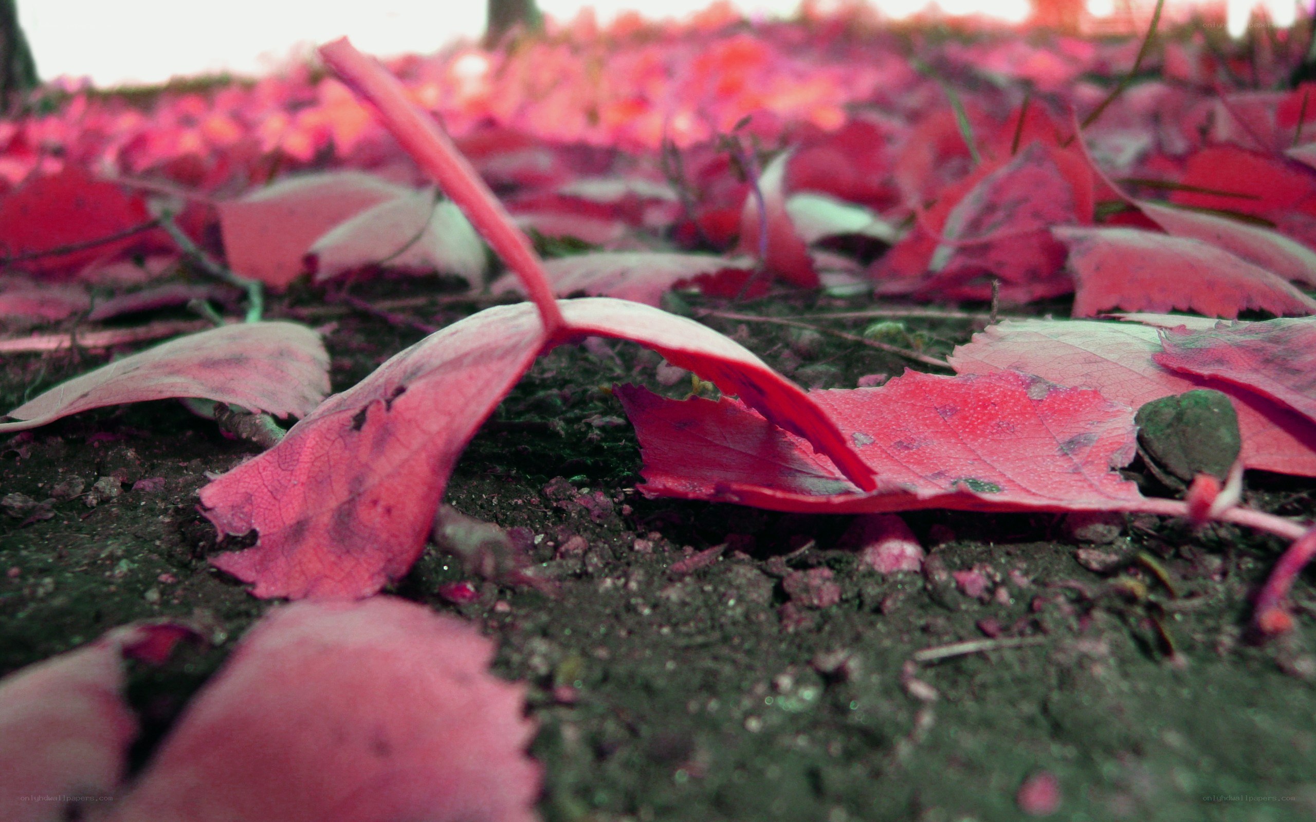 Red leaves on the ground