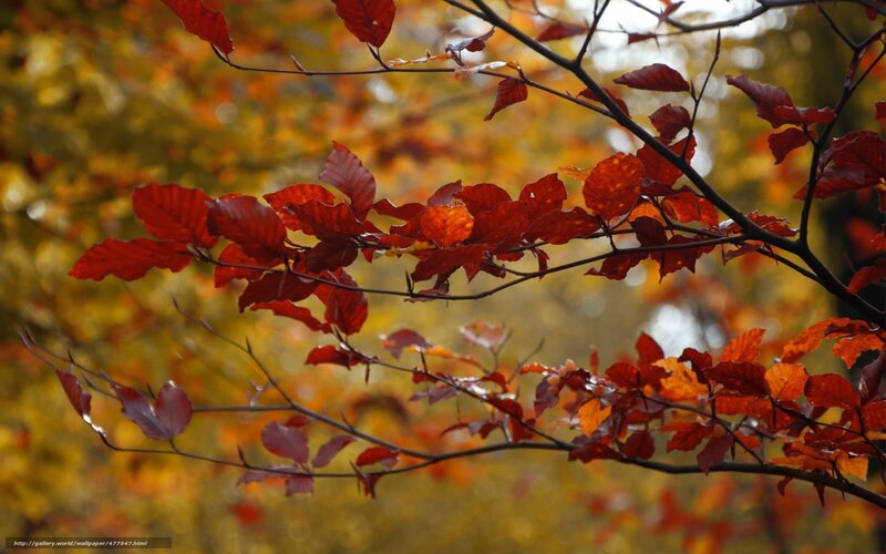 Red Leaves on Tree Branch