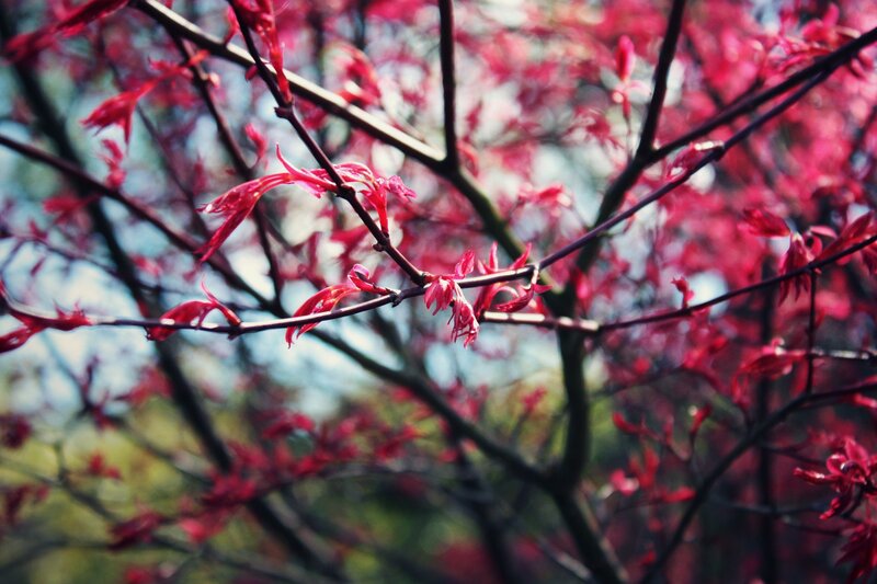 Red leaves on tree branches