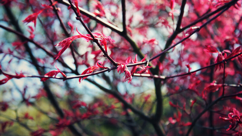Red leaves on tree branches
