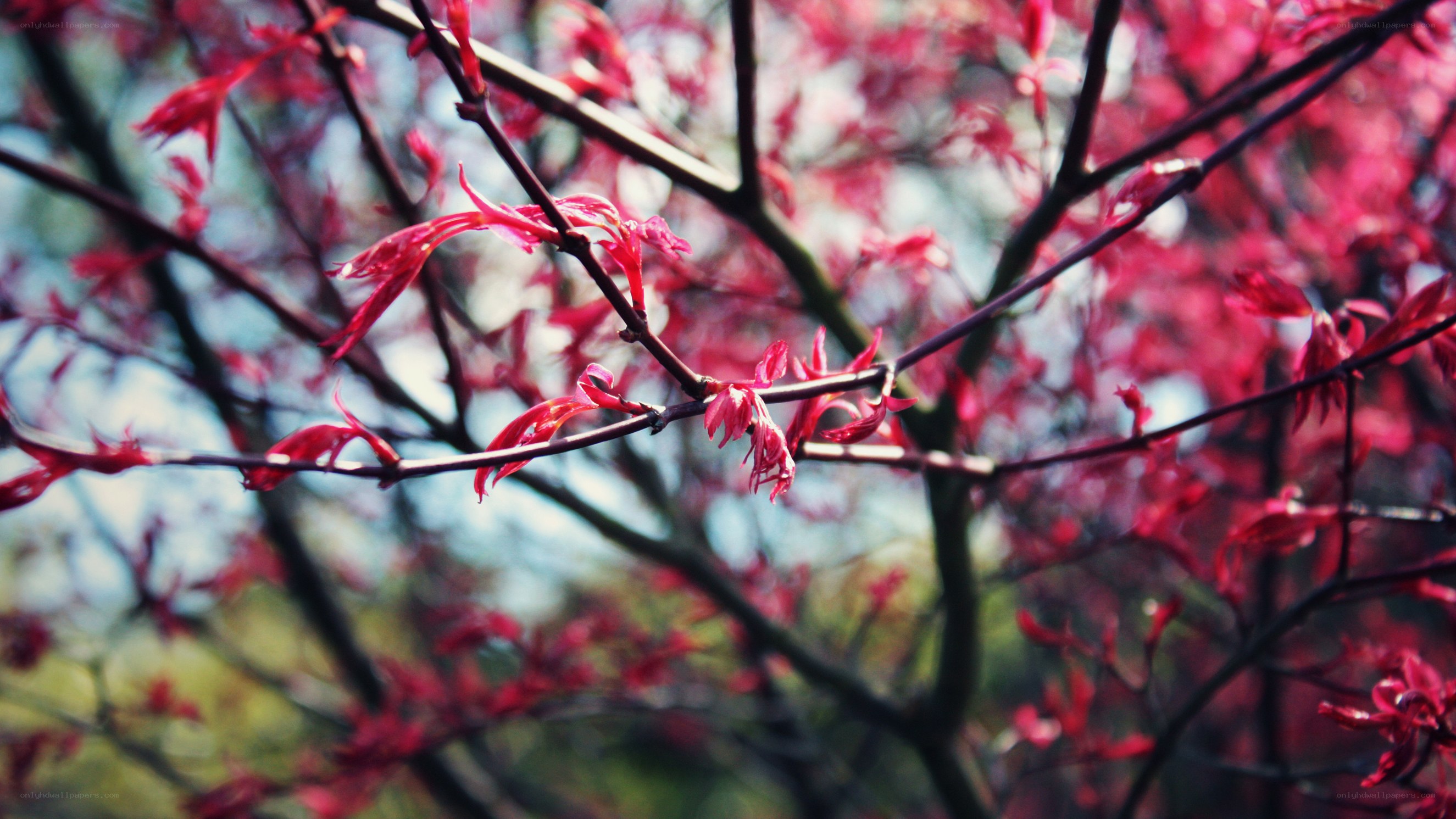 Red leaves on tree branches
