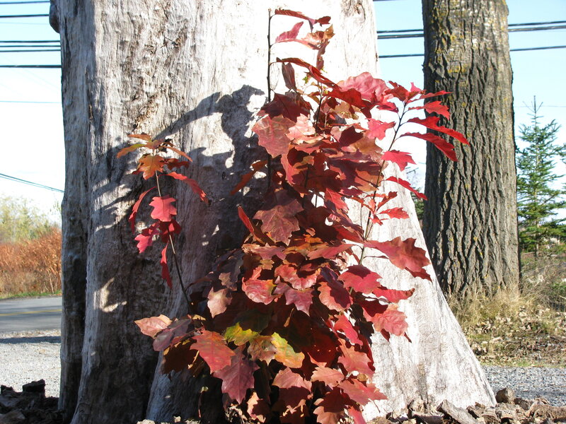 Red leaves on tree stump