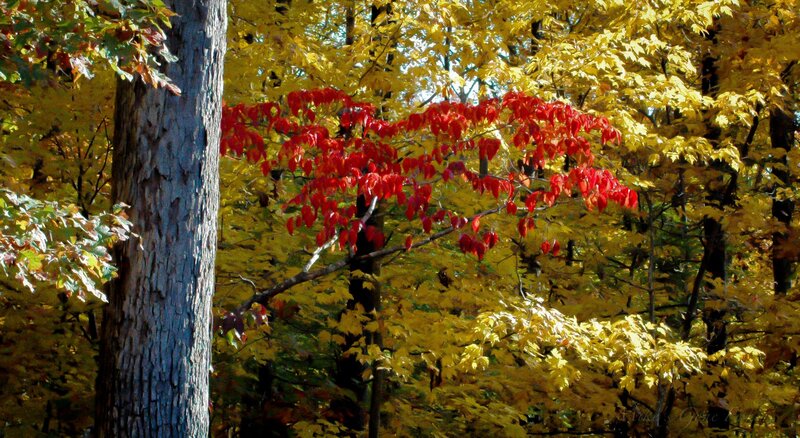 Red Leaves on Tree